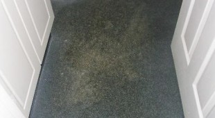 carpet mildew