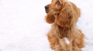 pet fur on carpet