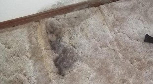 carpet mold and water damage