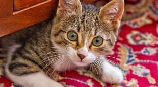 urine stains by cat on rugs