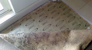 carpet mold from water damage