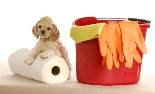 odor from pet urine on carpets